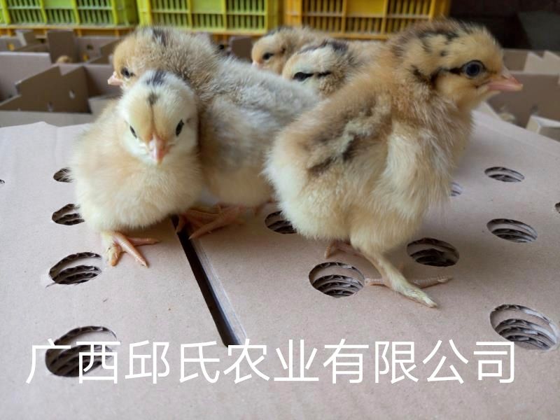 瑶鸡 2斤以下 母