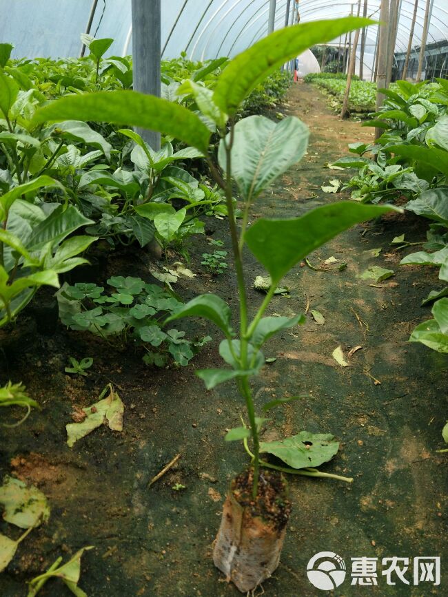 黄金百香果苗 树苗紫香一号台农满天星四季结果盆地栽种植当年结果