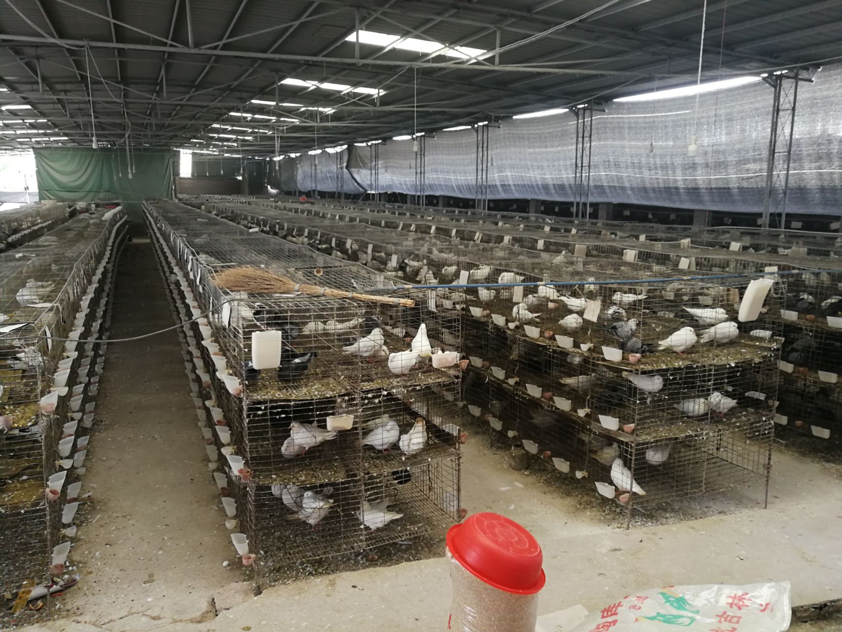 银羽王鸽  鸽子活体 白羽王 鸽子活 一对 肉鸽信鸽青年鸽白