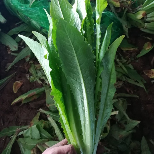 邯郸美冠油麦菜 30~35cm 