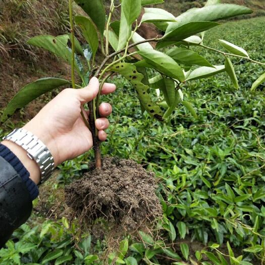 鄱阳县粉红一号 