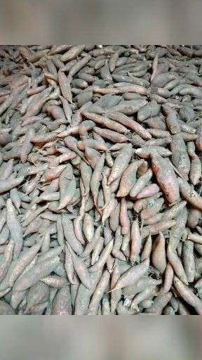 威县烟薯25 大量供应济薯26好通货，20万斤，要的联系