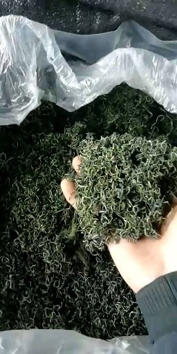 优质蒲公英茶