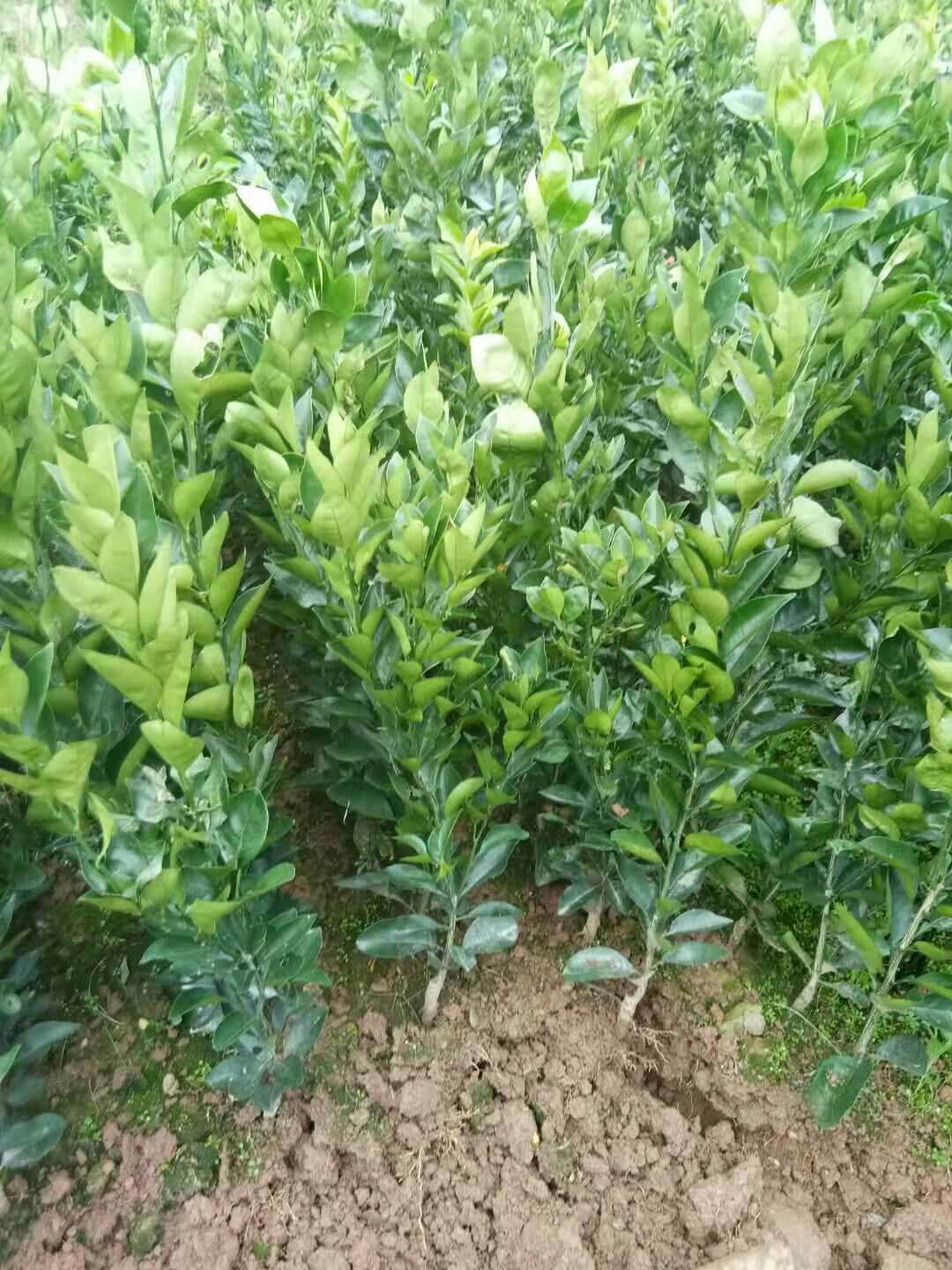 纽荷尔脐橙苗 嫁接苗 0.5~1米 