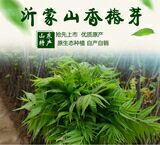 蒙阴县绿香椿芽 混装通货 