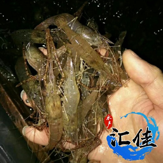 广州草虾苗