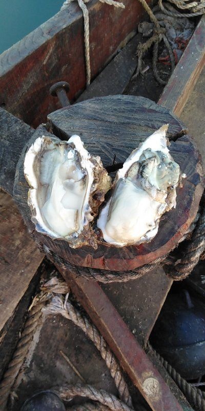 威海威海牡蛎 人工养殖 2-3两/只 