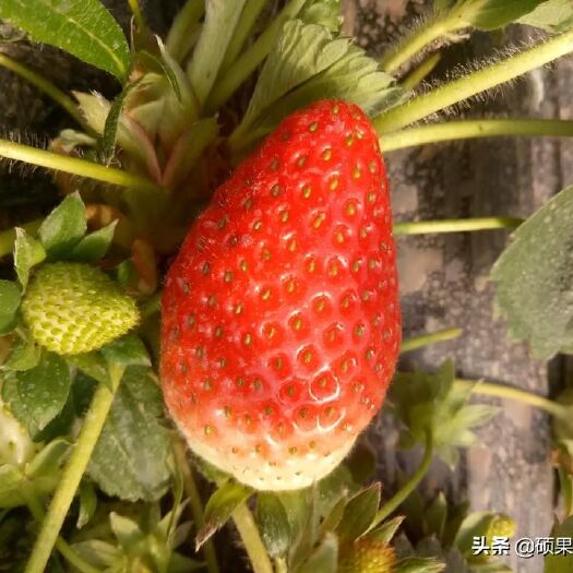 邯郸甜宝草莓 20克以上 