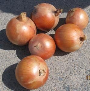高台县黄皮洋葱 8~9cm 