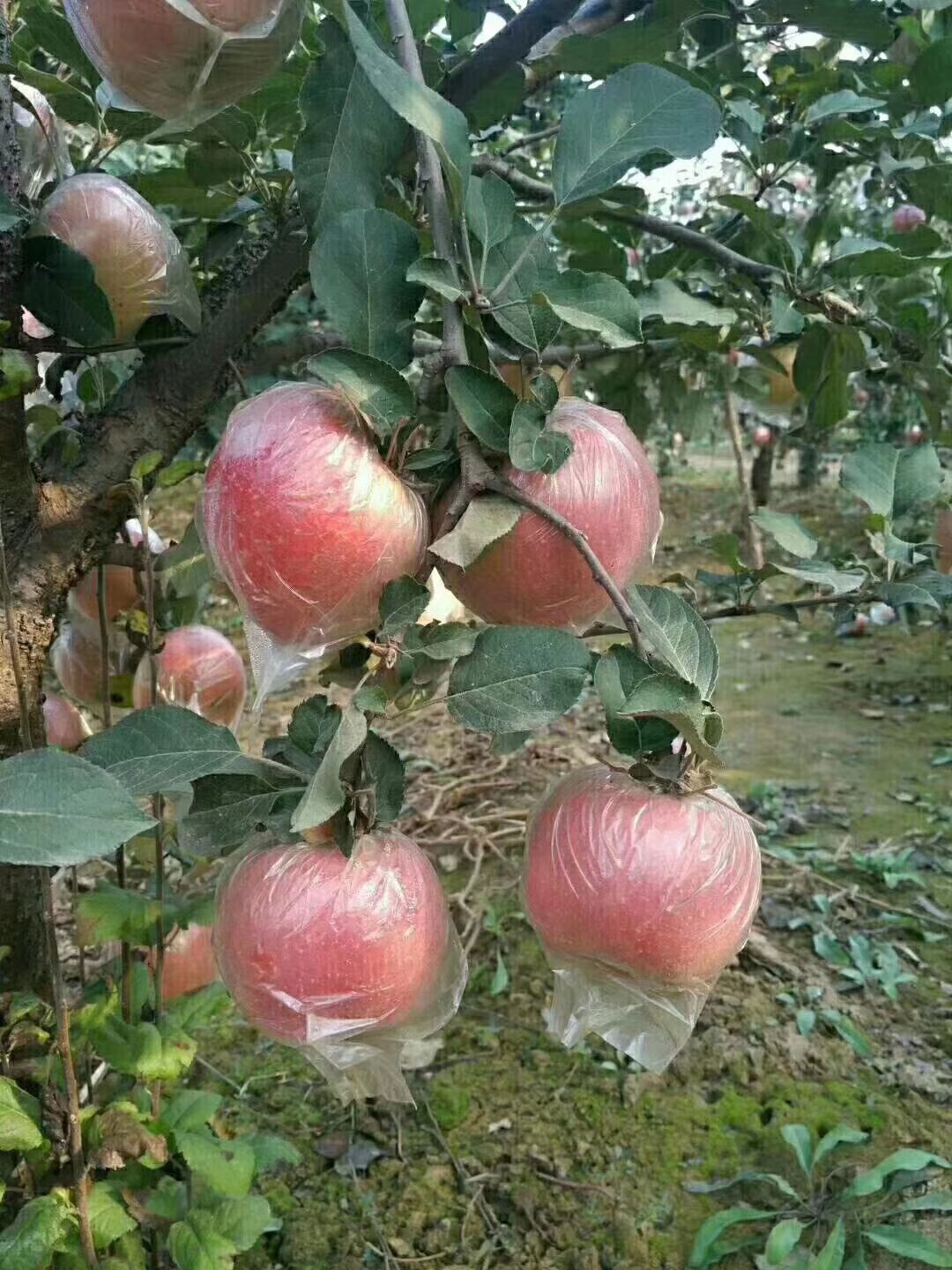 红富士苹果 75mm以上 片红 膜袋 