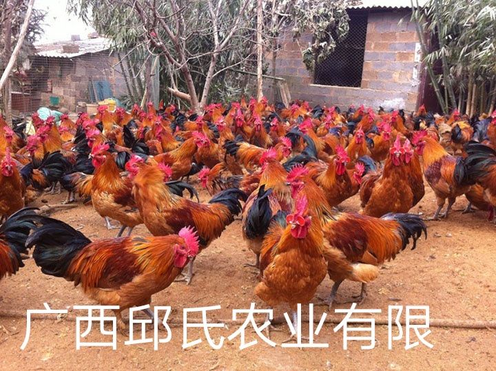 瑶鸡 2斤以下 母
