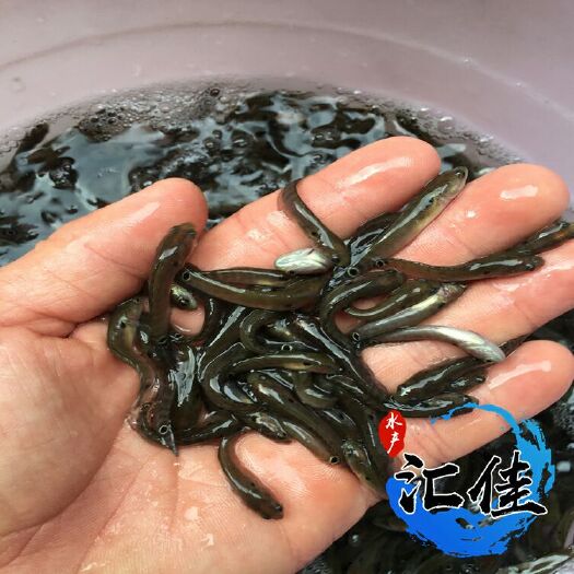 广州七星鱼苗 