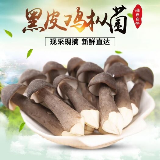 梁山县鸡枞菌 鲜货 人工种植 黑皮鸡枞 5cm~7cm 