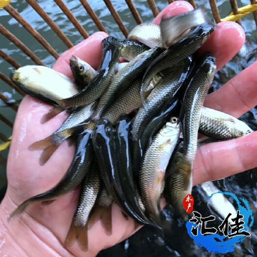 广州草鱼苗 