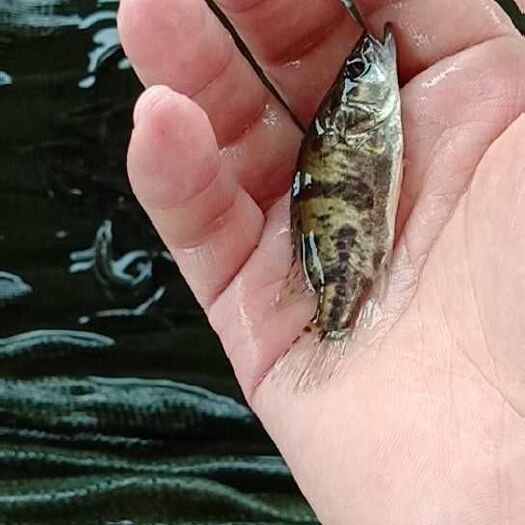 广州 鳜鱼苗 桂花鱼苗 提供饵料鱼水花 提供养殖技术