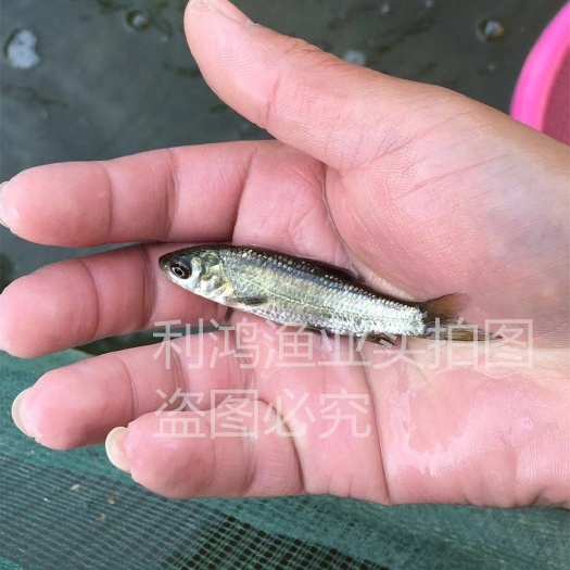 广州 青鱼苗 黑魭鱼苗 螺丝青鱼