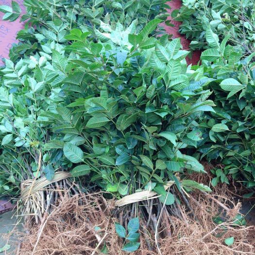 樟树市吴茱萸苗 