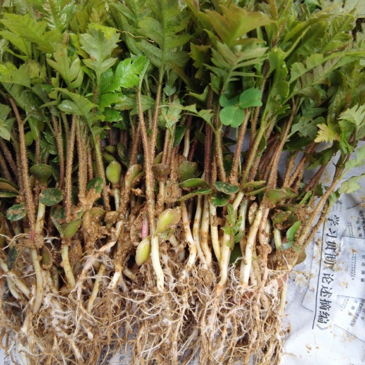 阳朔县杨梅芽苗 基地大量供应杨梅大小苗，苗好根壮无病虫害，销往全国各地