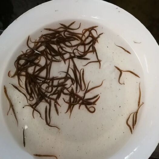 广州 刺鳅鱼苗 刀鳅 钢鳅