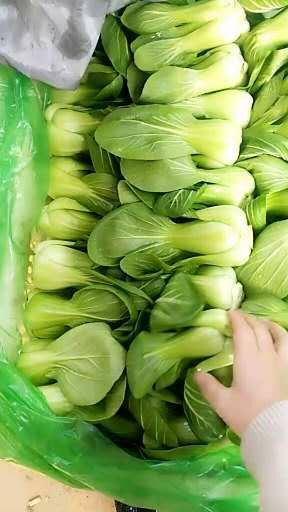 邯郸北方小油菜 1~2两 