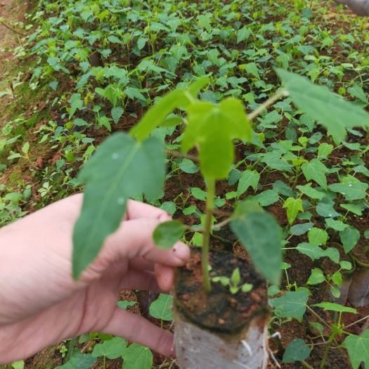 灵山县红心木瓜苗  
