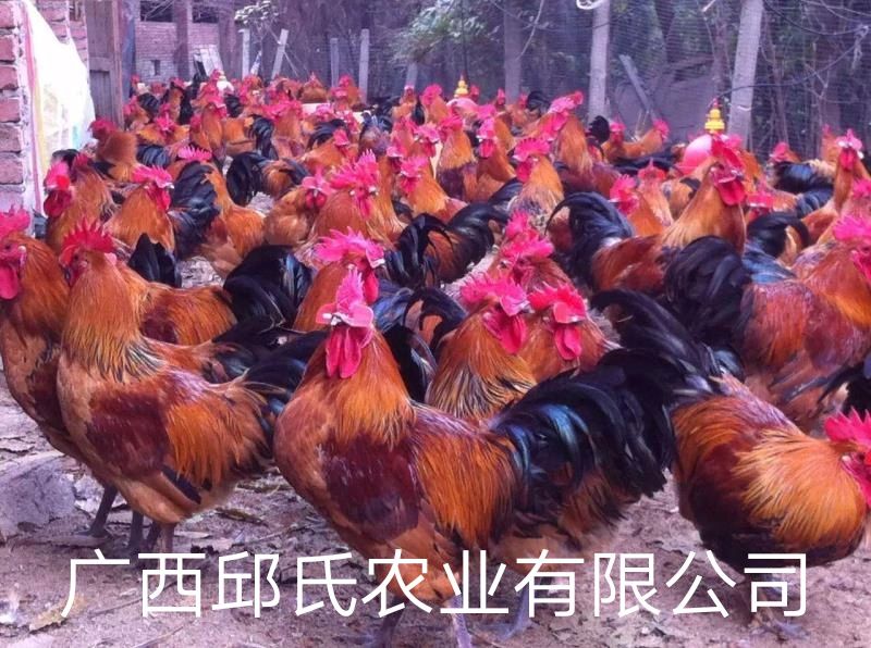 瑶鸡 2斤以下 母
