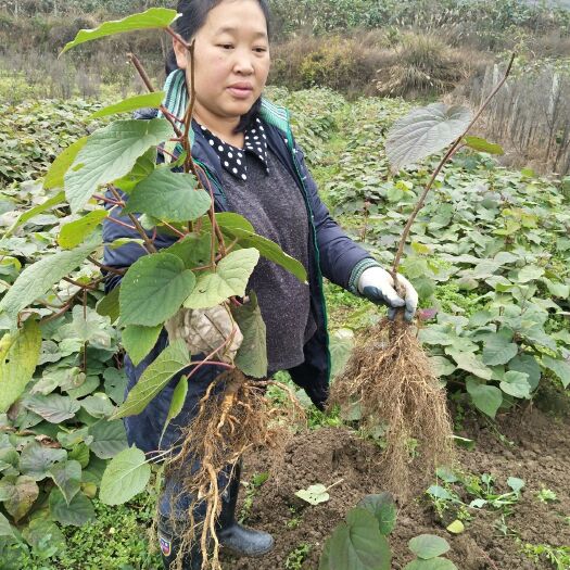 永顺县猕猴桃实生苗 实生苗