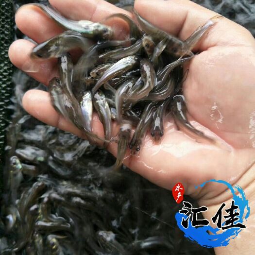 广州叉尾鮰鱼苗 