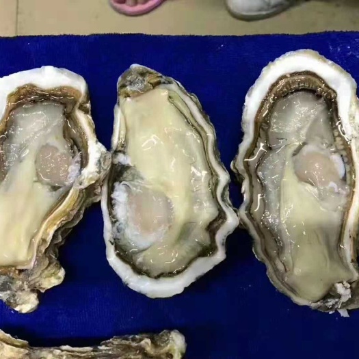 威海威海牡蛎 淡水 1-2两/只 鲜活水产