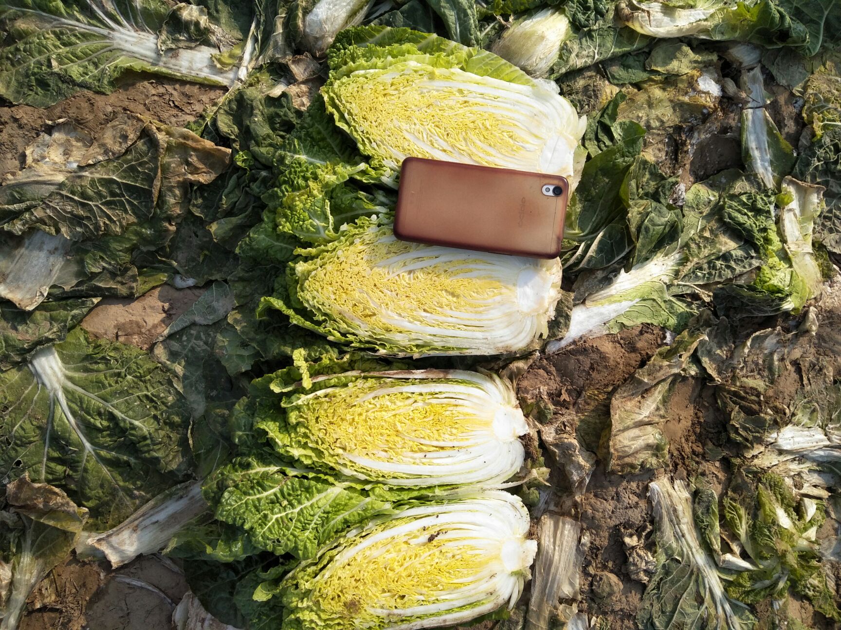 高山娃娃菜 5~7两以上