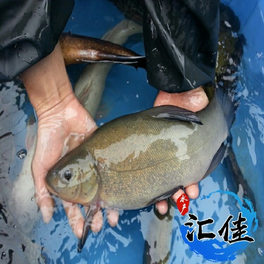 广州丁桂鱼苗 