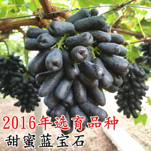 平邑县 新品种 蓝宝石  阳光玫瑰 晴王 香印 巨盛一号葡萄苗