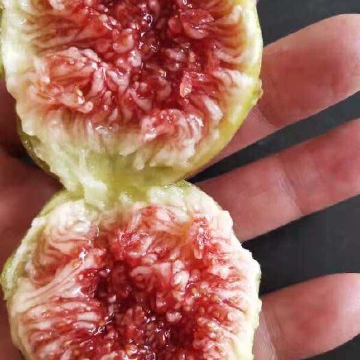 平邑县波姬红无花果苗 