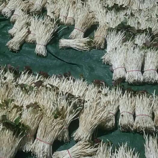 成都野生鱼腥草 