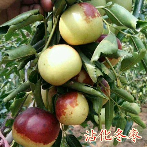 平邑县 冬枣树苗  嫁接枣树苗 沾化冬枣苗 沾化冬枣苗二代