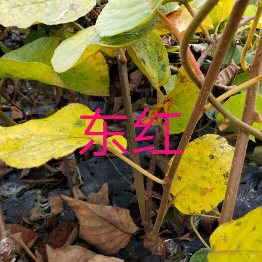 永顺县东红猕猴桃苗 嫁接苗 