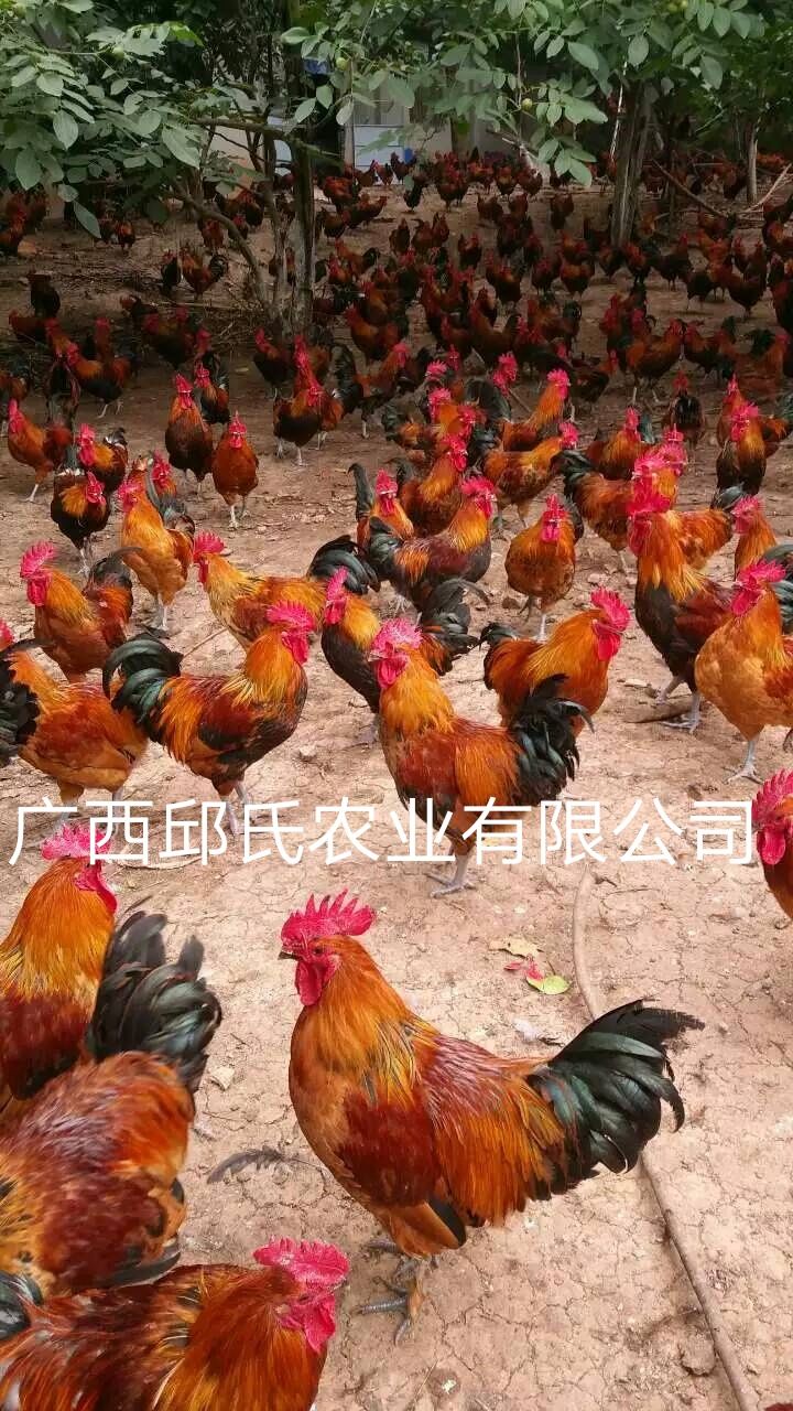 瑶鸡 2斤以下 母