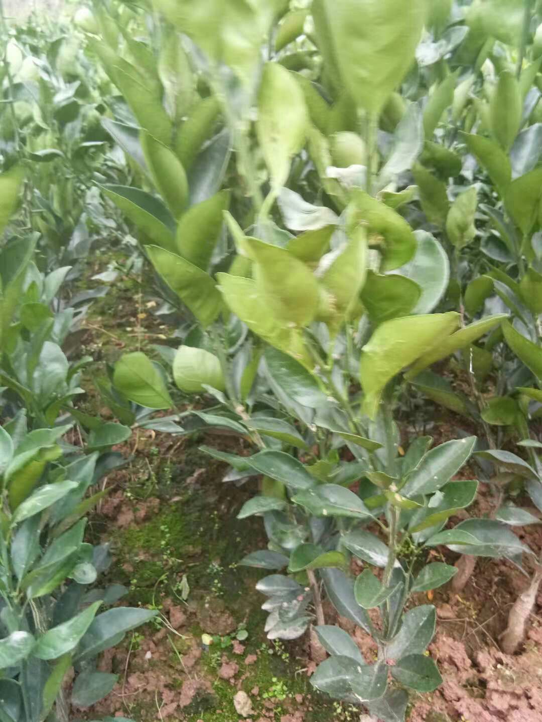 纽荷尔脐橙苗 嫁接苗 0.5~1米 