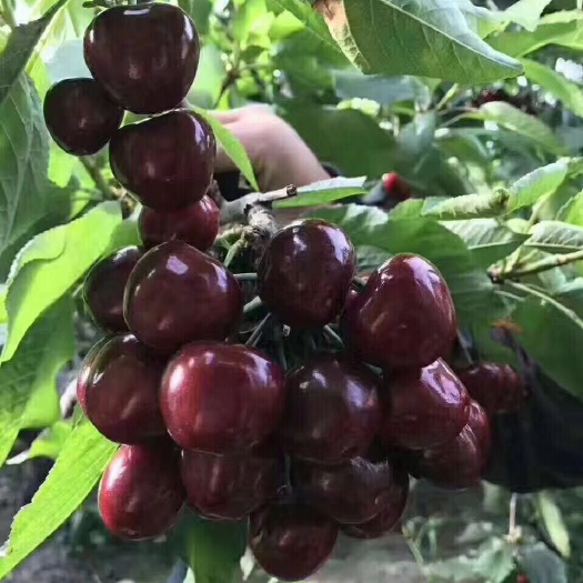 泰安矮化樱桃苗 