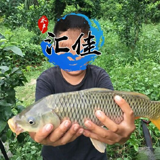 广州鲤鱼苗 
