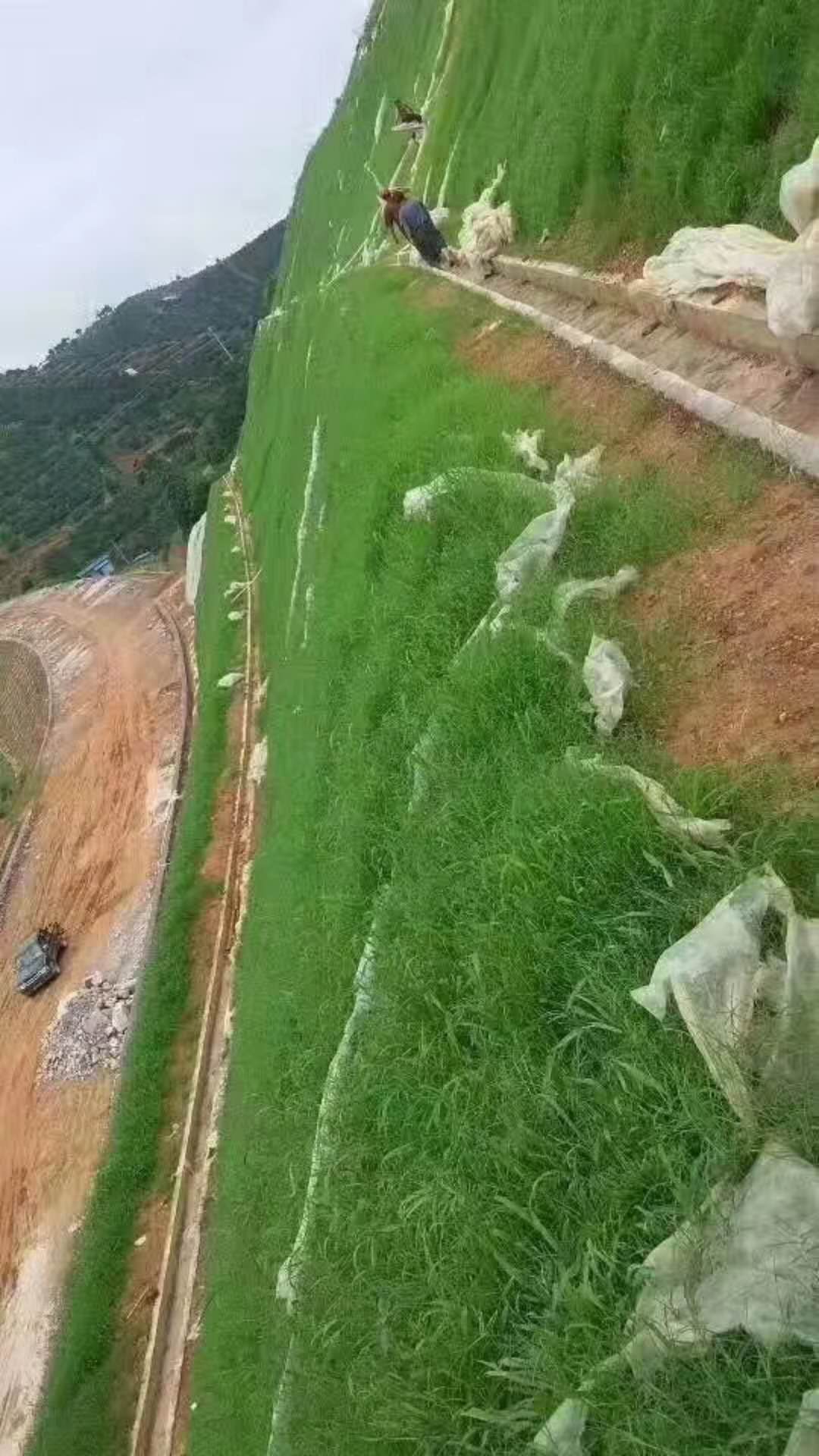 護坡草種子 高速護坡草籽，河堤護坡草坪種子護坡固土草種子