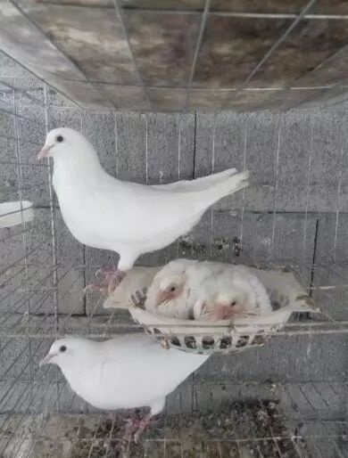 银羽王鸽  鸽子活体 白羽王 鸽子活 一对 肉鸽信鸽青年鸽白