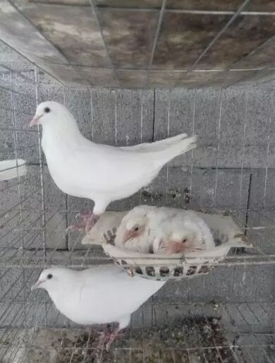 邻水县银羽王鸽  鸽子活体 白羽王 鸽子活 一对 肉鸽信鸽青年鸽白