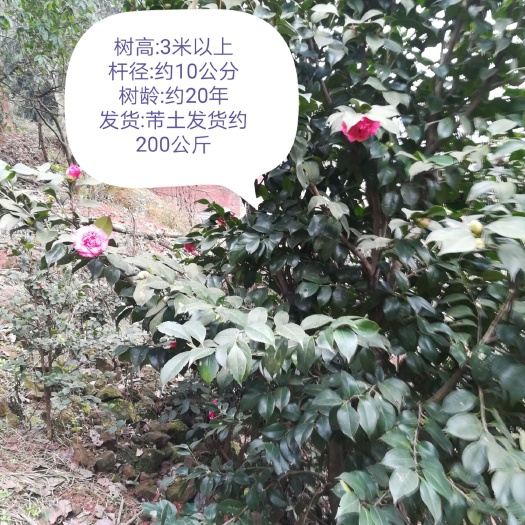 荣县茶花树 140cm以上 