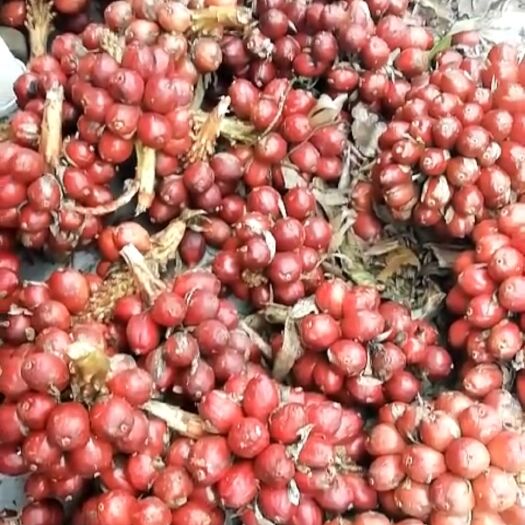 景谷县草果  饱满，干货