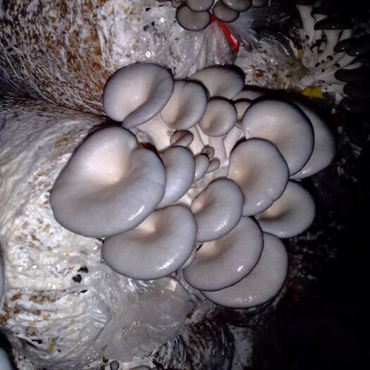 玉林灰平菇 通货 