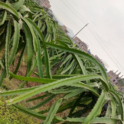 博白县红皮红肉火龙果苗 红肉水晶果肉