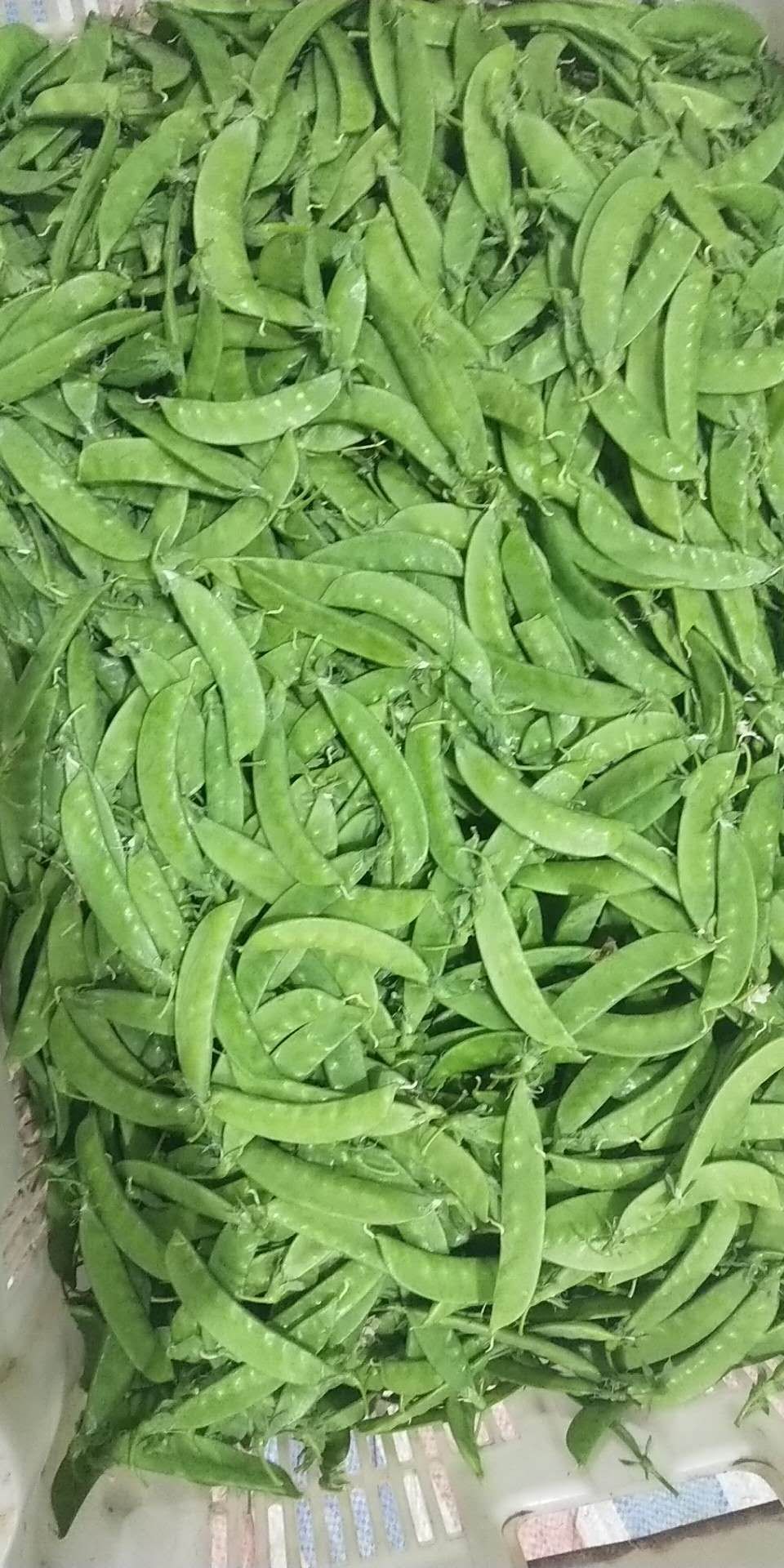 抖音卖豆荚=抖音豆荚怎么赚钱