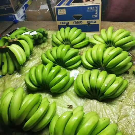 深圳菲律宾香蕉 七成熟 