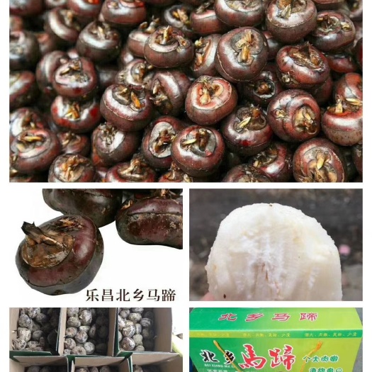 乐昌市乐昌马蹄 特大号 